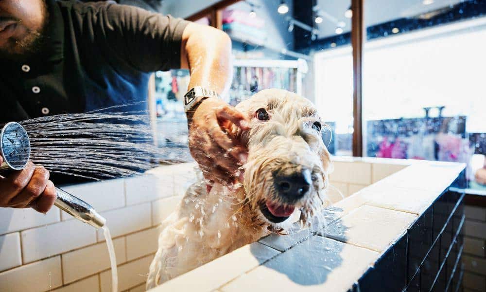 best insurance agency for pet care businesses